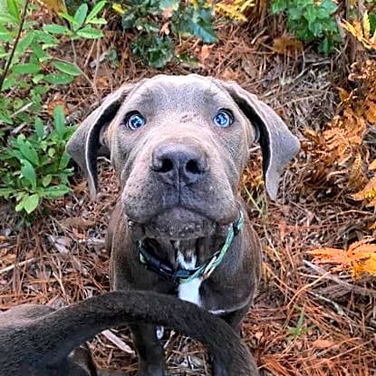Photo of Arlo