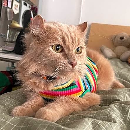 Photo of Figaro