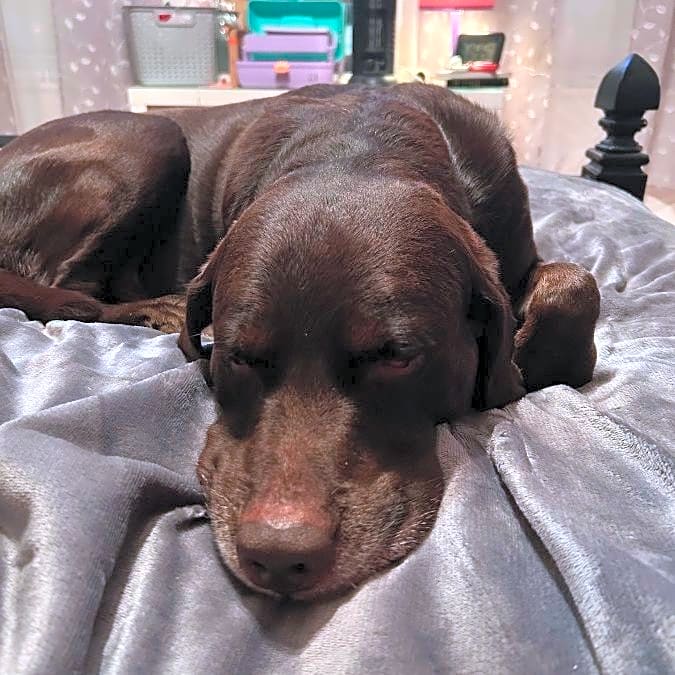 Photo of Hunter