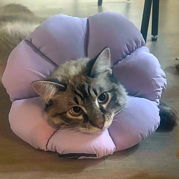 Photo of Benji