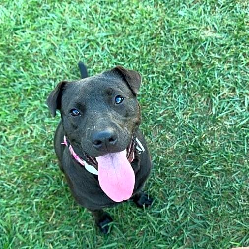 Photo of Ruby