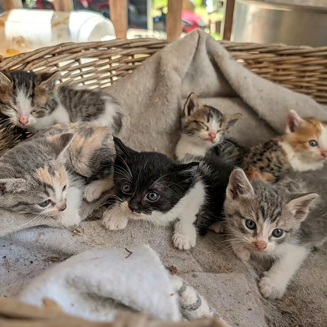 Photo of Kittens in Need