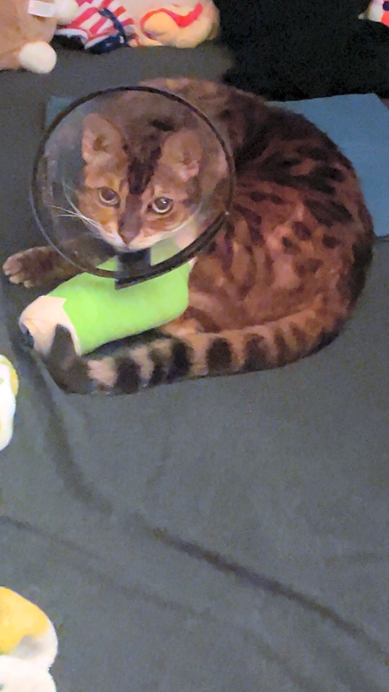 Photo of Bella