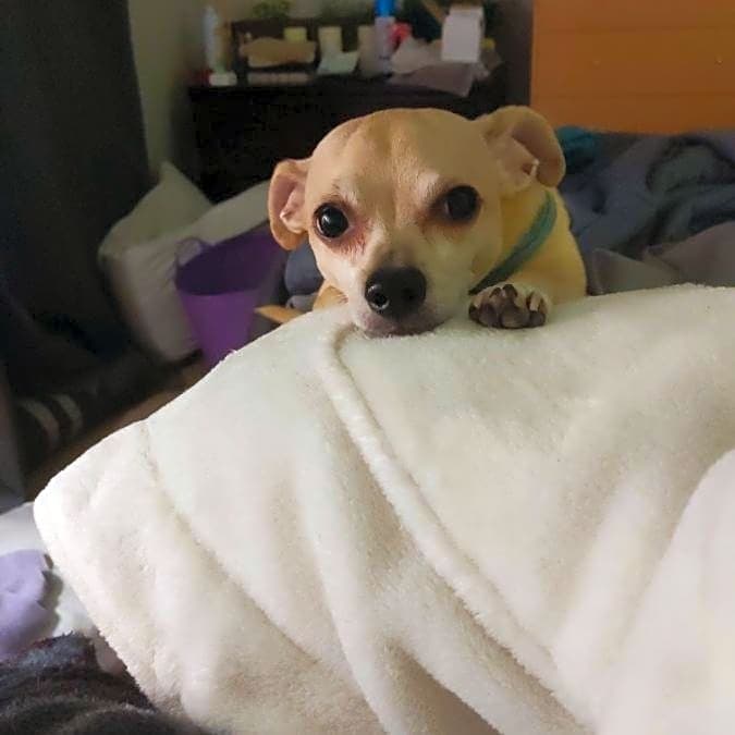 Photo of Toby