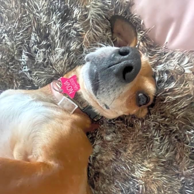Photo of Nova