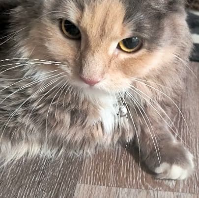 Photo of Desi