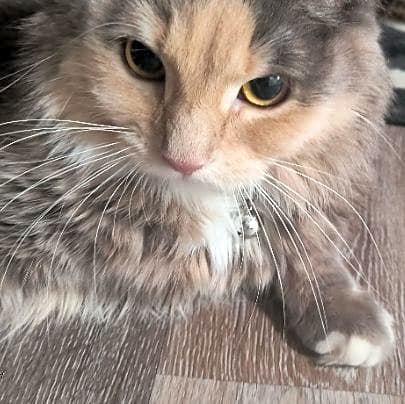 Photo of Desi