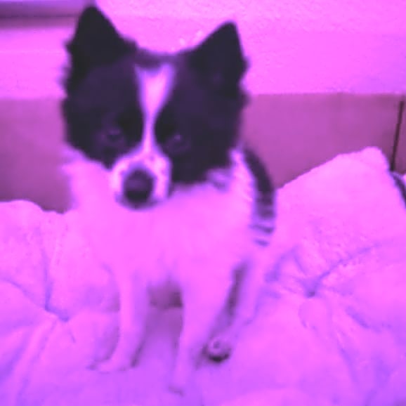 Photo of Lux