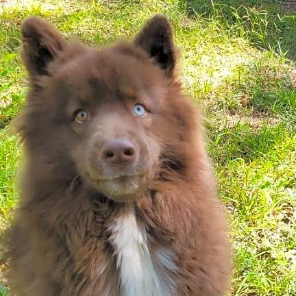 Photo of Chewie
