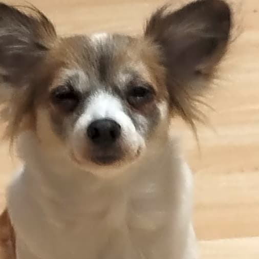 Photo of Gizmo