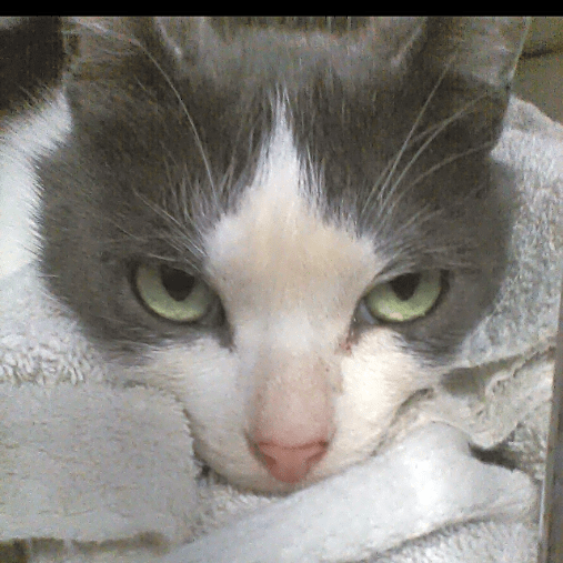 Photo of Freddie