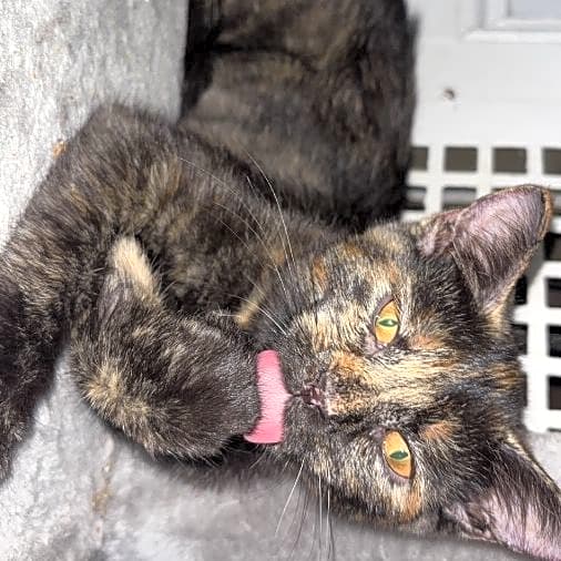 Photo of Nala