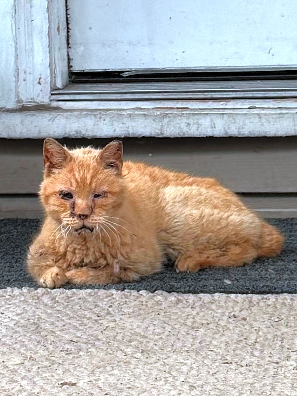 Photo of Oscar
