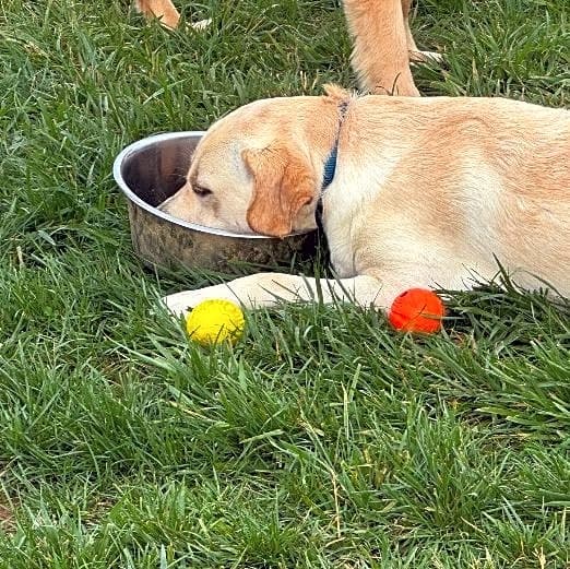 Photo of Milo