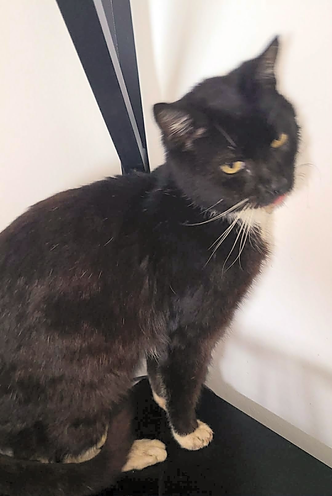 Photo of Domino