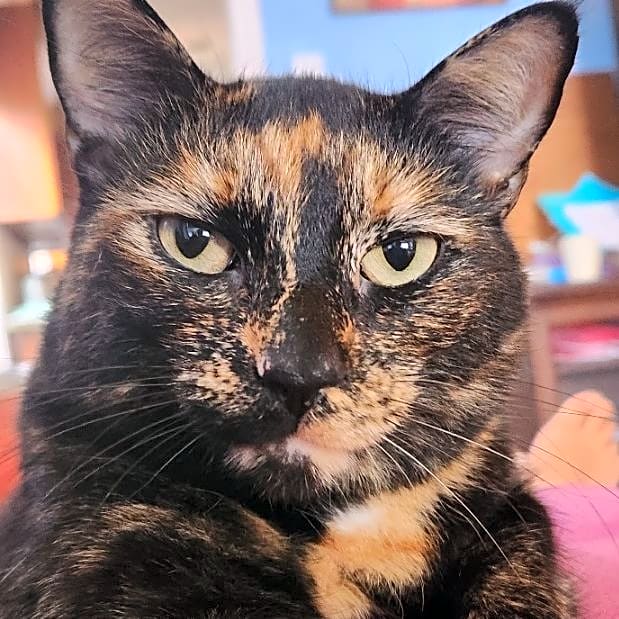 Photo of Orange