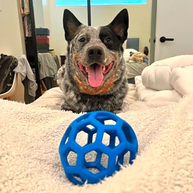 Photo of Scout
