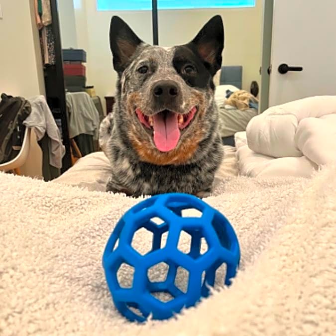 Photo of Scout