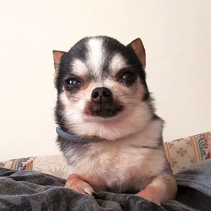 Photo of Bailey