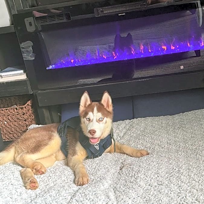 Photo of Blu Maverick