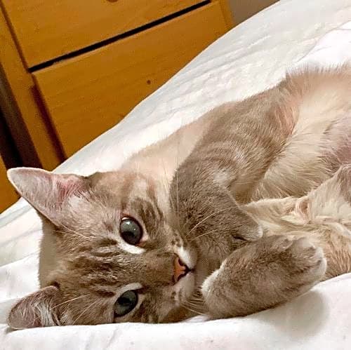 Photo of Pixie