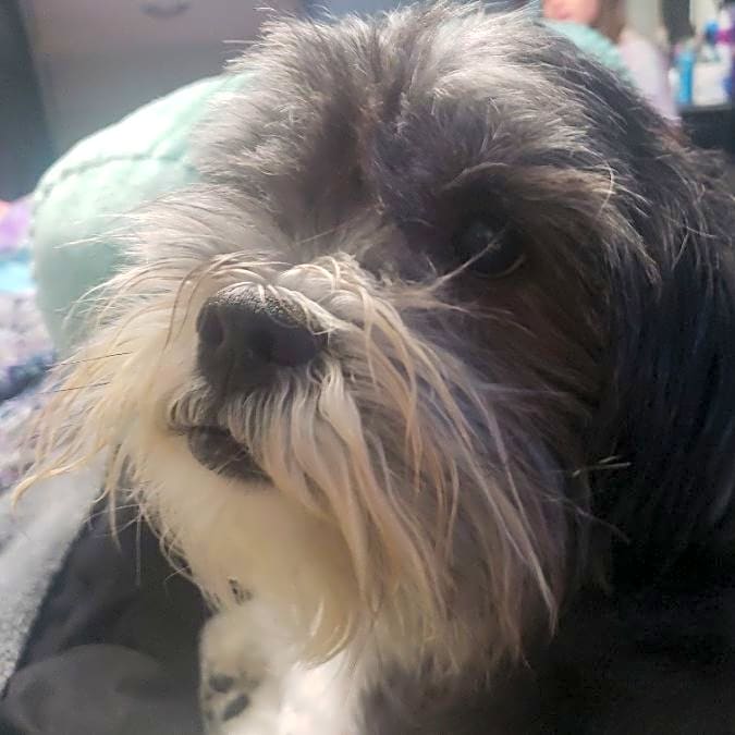 Photo of Opie
