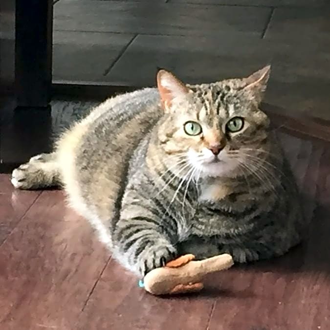 Photo of Troggdor