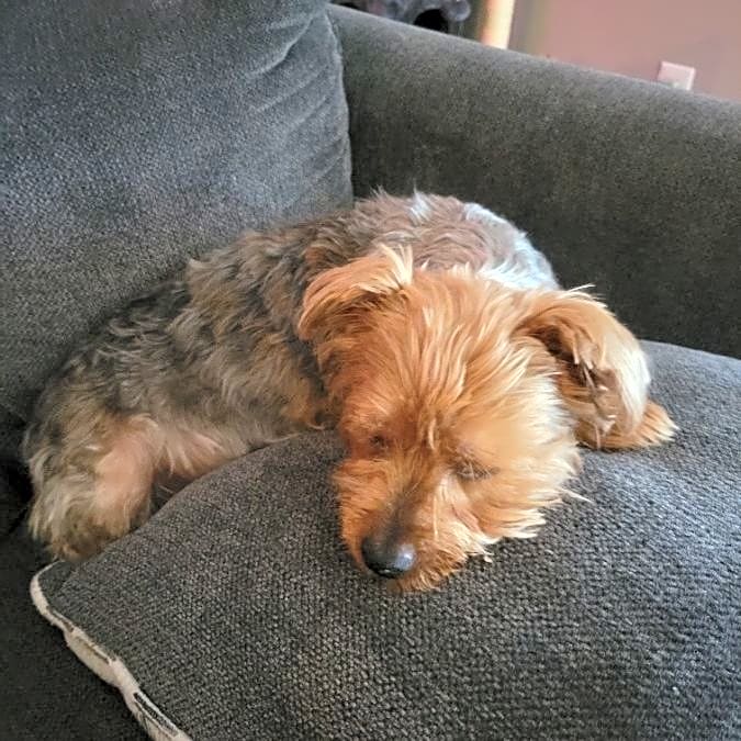 Photo of Teddy