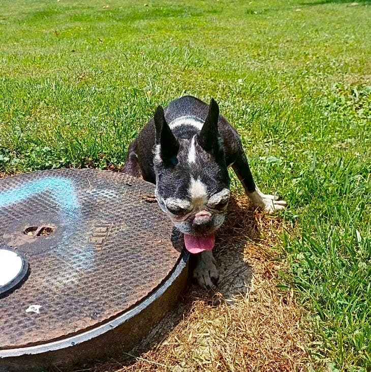 Photo of Callie