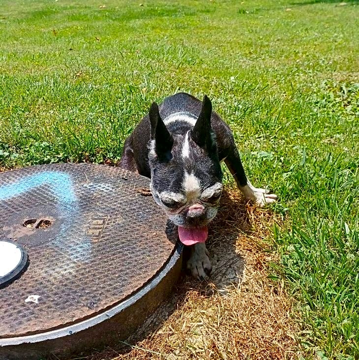 Photo of Callie