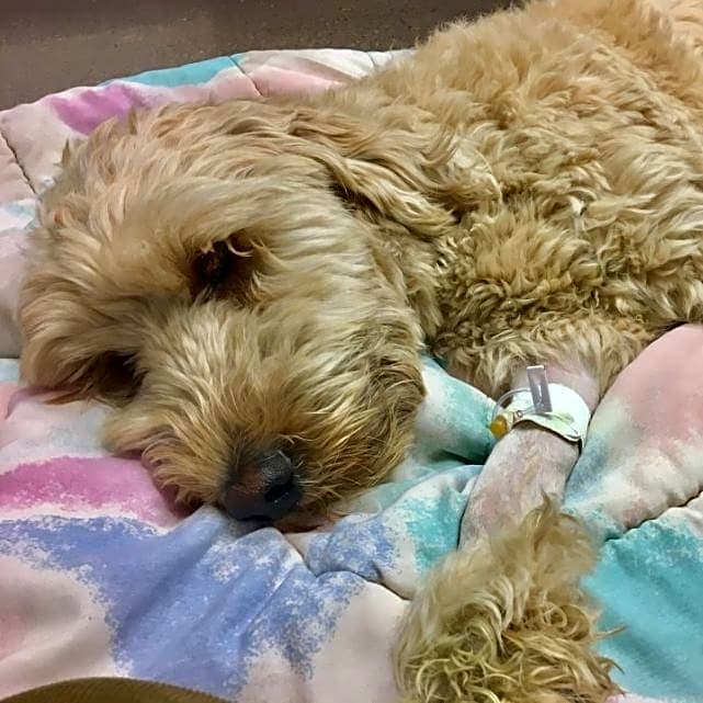 Photo of Maci