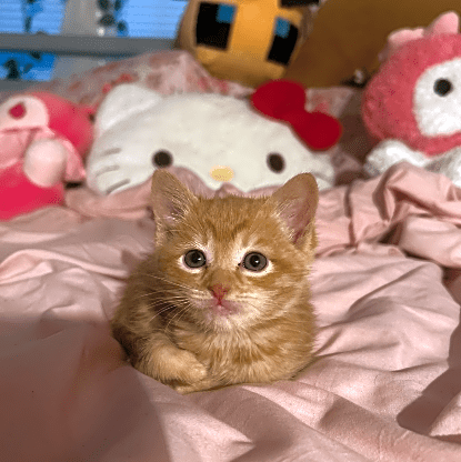 Photo of Cheeto