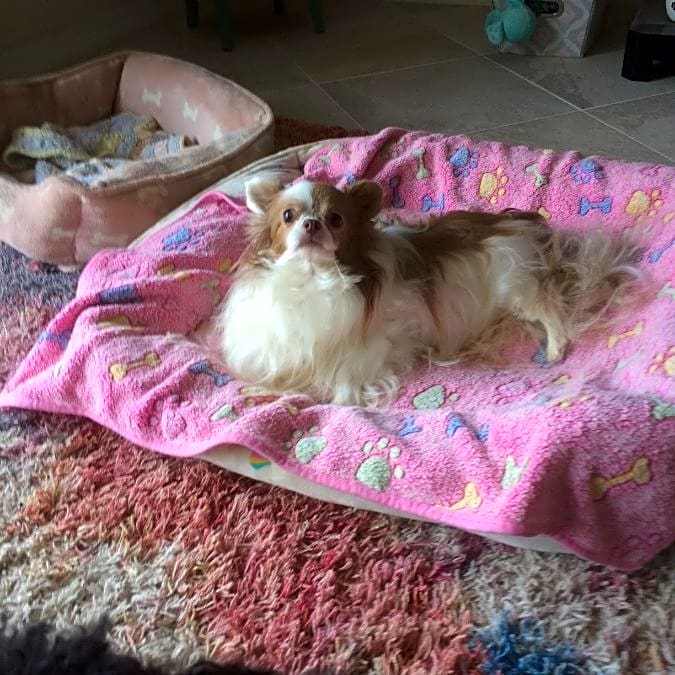 Photo of TinkerBell
