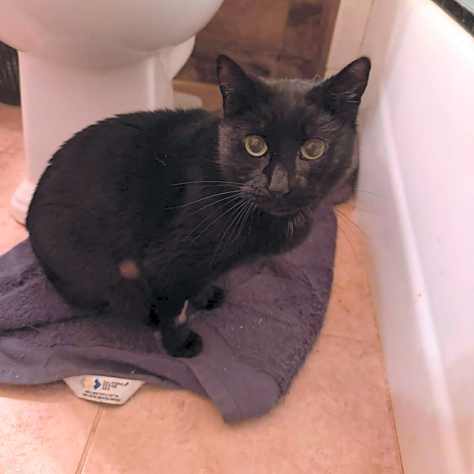 Photo of Merlot