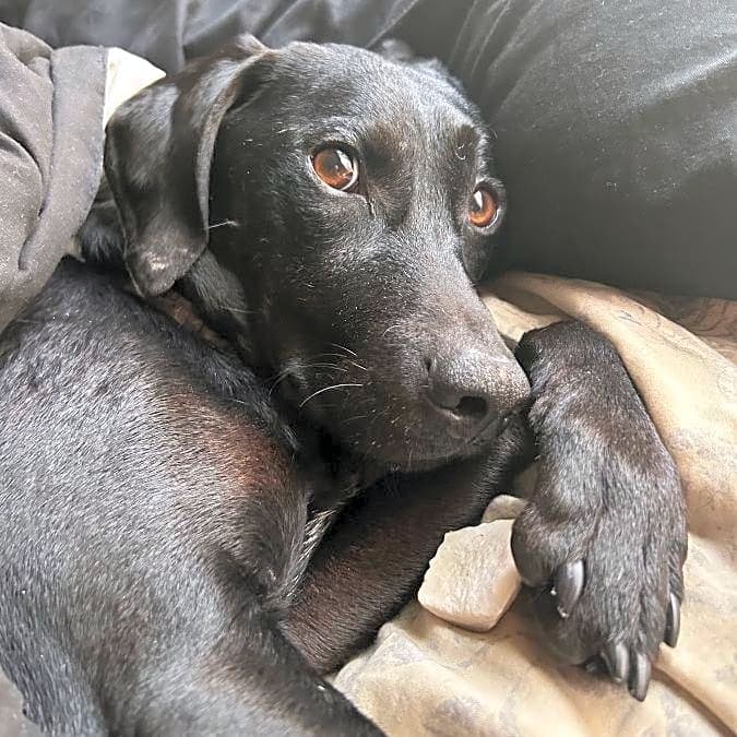 Photo of Benji