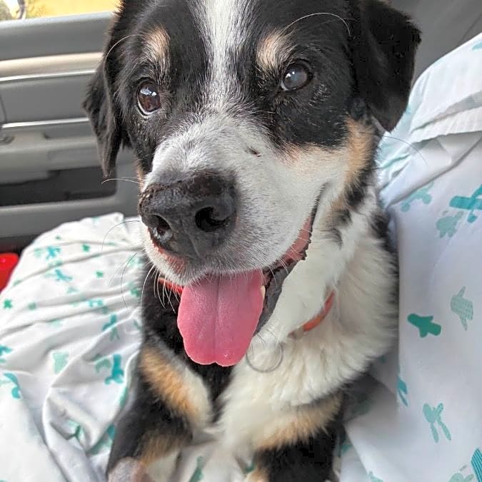 Photo of Trooper