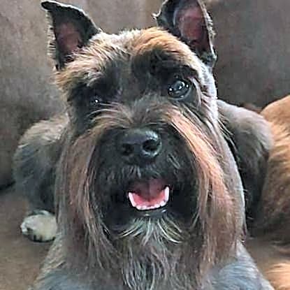 Photo of Milo