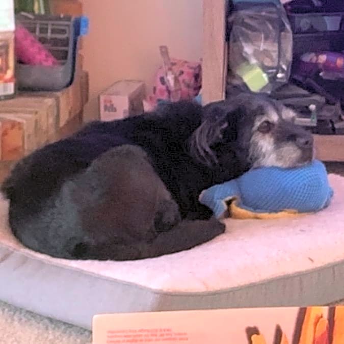 Photo of Onyx