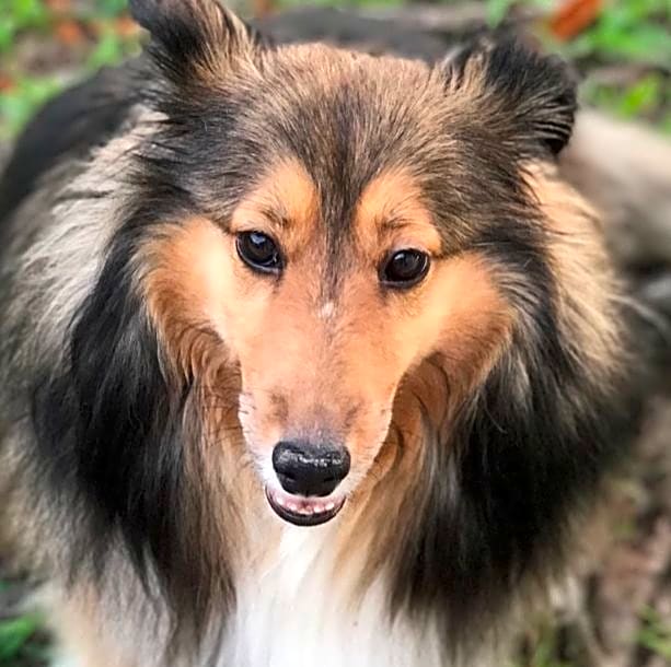 Photo of Bella