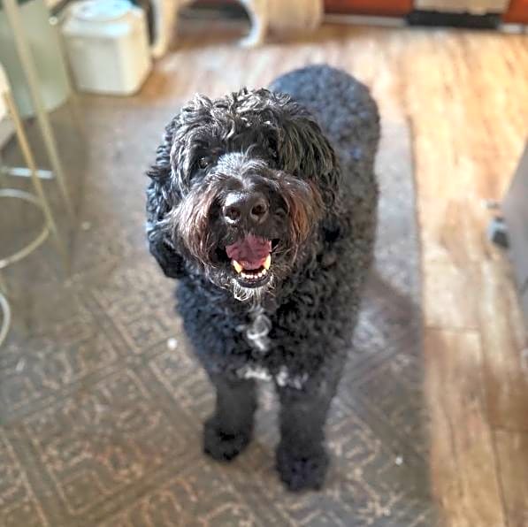 Photo of Brody
