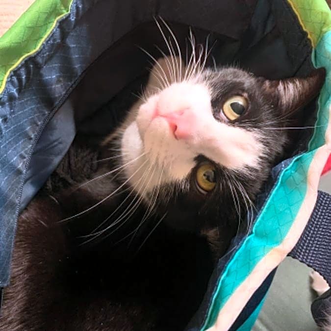 Photo of Archer