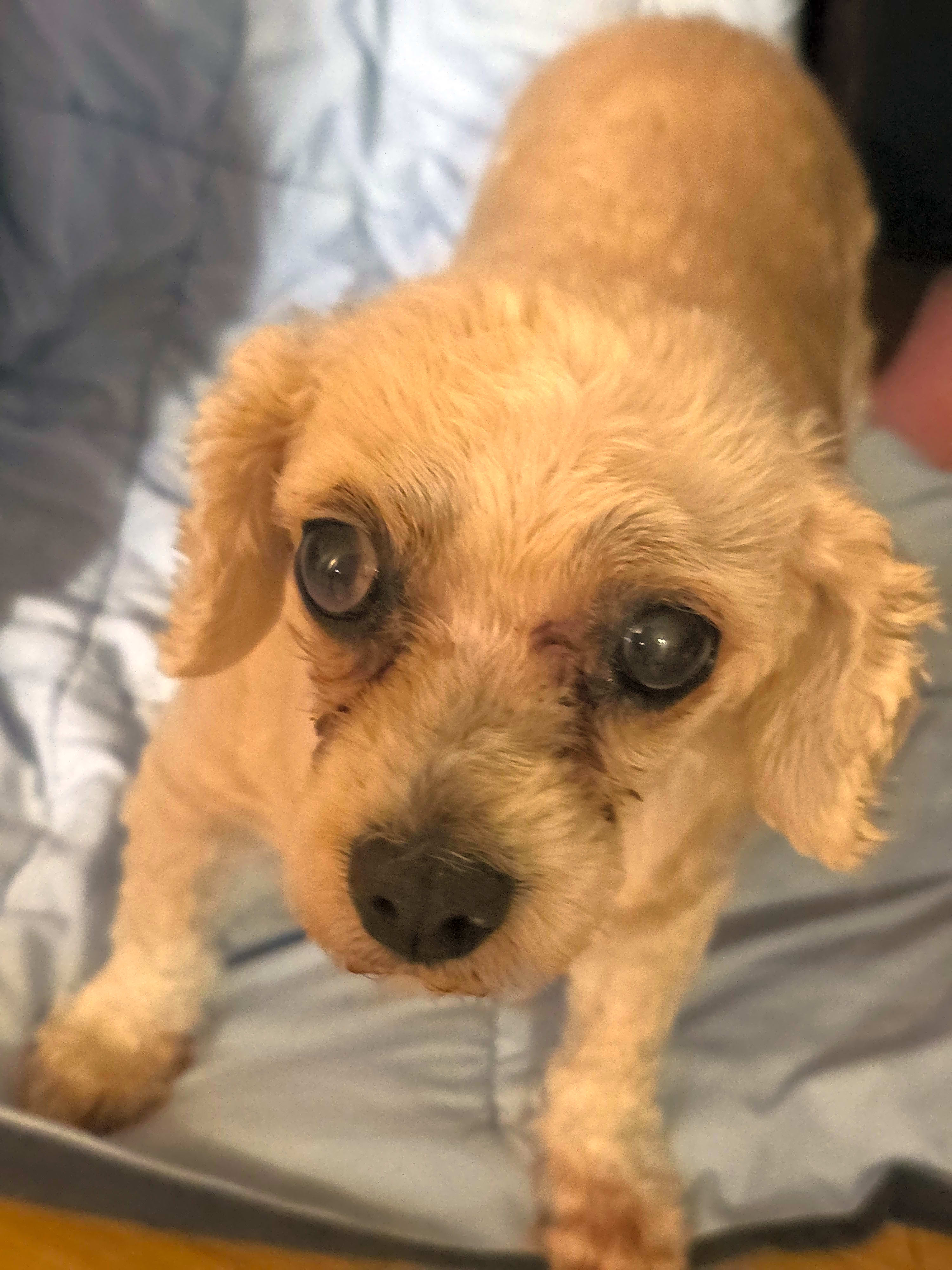 Photo of Daisy