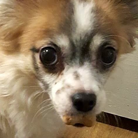 Photo of Junior