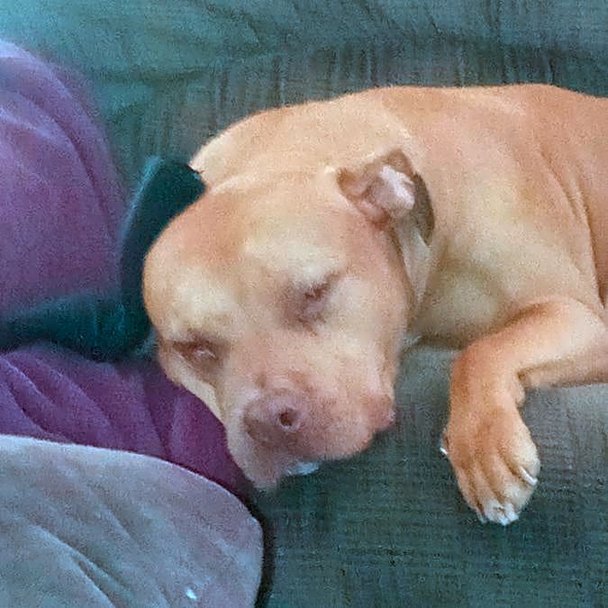 Photo of Repo
