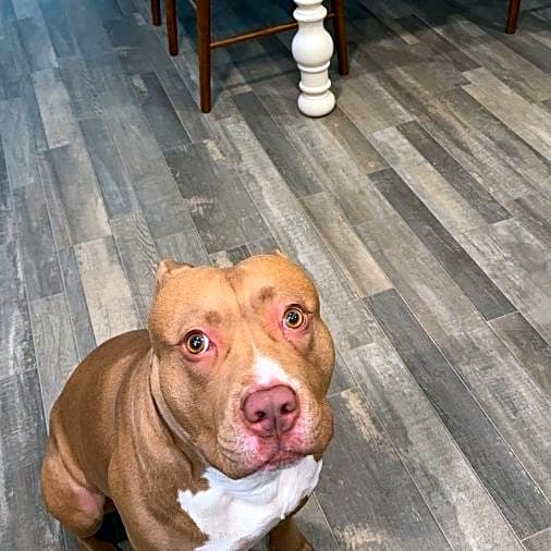 Photo of Astro