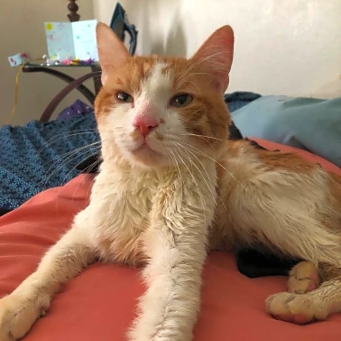Photo of Bailey
