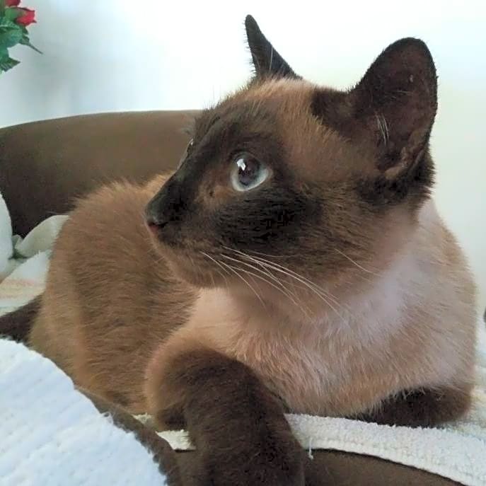 Photo of Cocoa