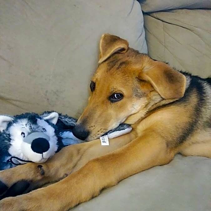 Photo of Shelby