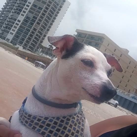 Photo of Penelope