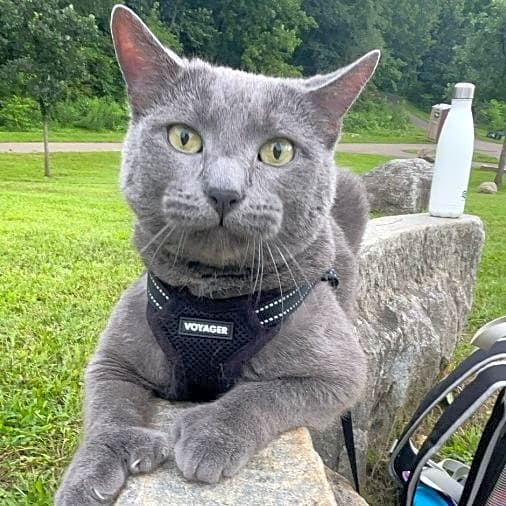 Photo of Apollo